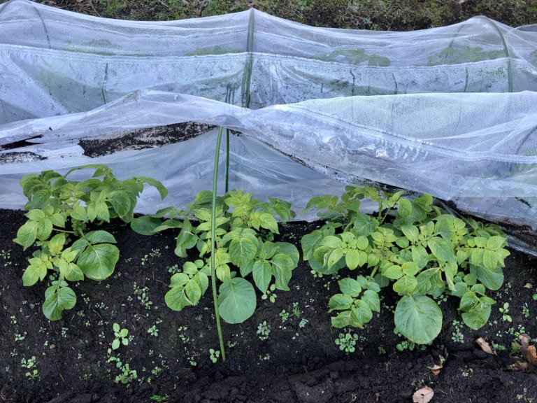 じゃがいもの芽かきをしました 秋植え のほほんや