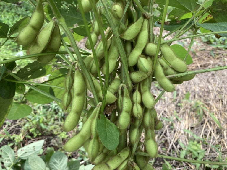 枝豆の成長記録 のほほんや